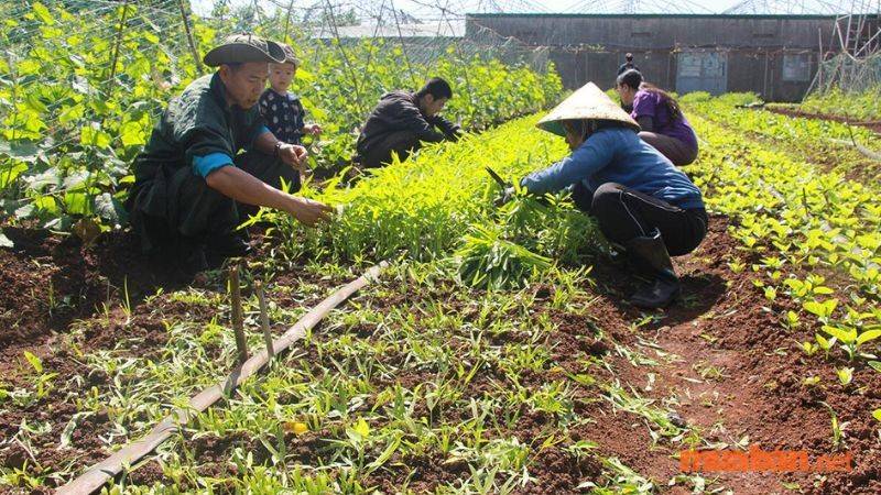 Việc làm Buôn Ma Thuộc ngành nông nghiệp