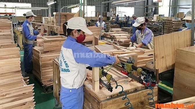 Công nhân chế biến và sản xuất gỗ