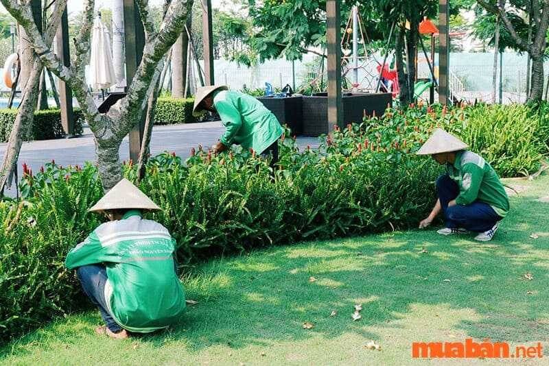 Nhu cầu tuyển nhân viên làm vườn đang tăng cao