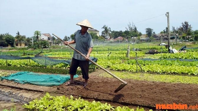 Quản lý đất vườn