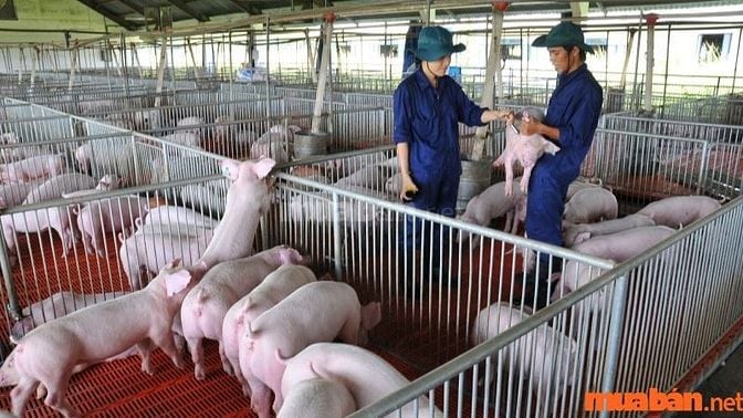 Quản lý chuồng trại