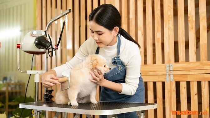 Tuyển chăm sóc thú cưng tại TPHCM lương cao