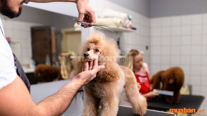 Yêu cầu và kỹ năng khi ứng tuyển nhân viên chăm sóc thú cưng tại TPHCM