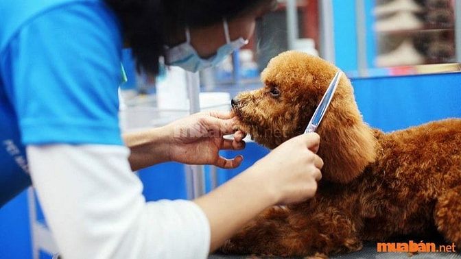 Mô tả công việc của nhân viên chăm sóc thú cưng tại TP.HCM