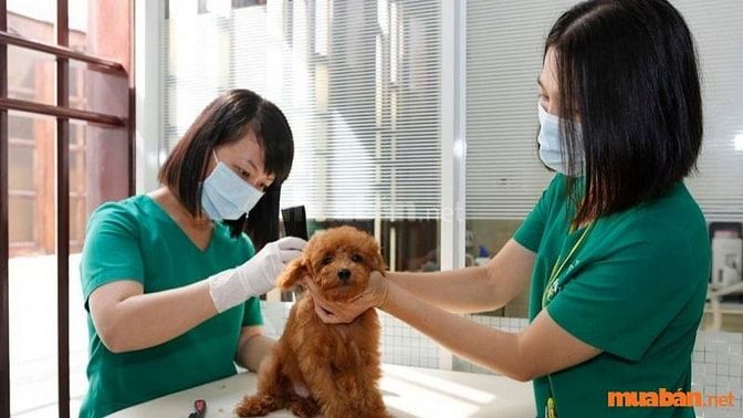 Nhu cầu tuyển nhân viên chăm sóc thú cưng tại TP.HCM