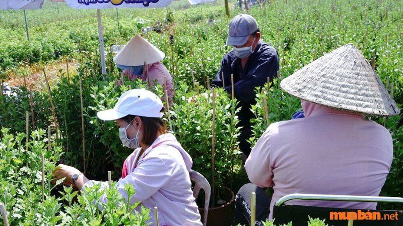 Kinh nghiệm khi tìm việc làm vườn tại Đà Lạt