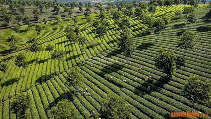 Đất nông nghiệp Đà Lạt