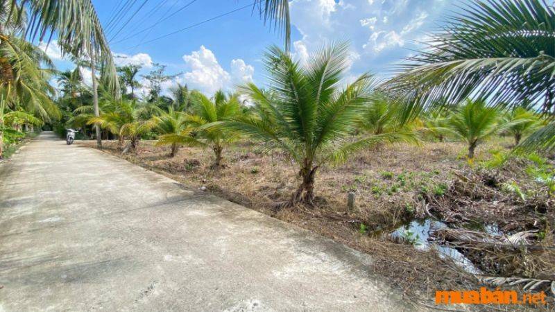 Mua bán đất vườn Bến Tre uy tín, giá rẻ