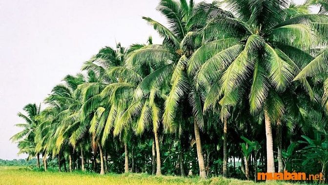  Nhu cầu mua đất vườn Bến Tre tăng cao trong thời gian gần đây