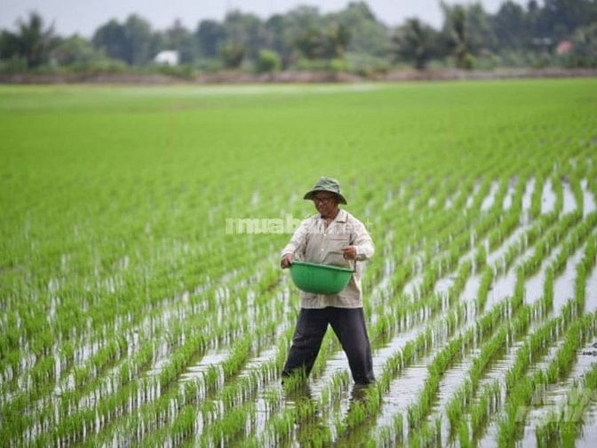 Nhu cầu thuê đất nông nghiệp ở Tân Phước, Tiền Giang