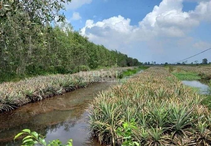 Lưu ý khi thuê đất nông nghiệp ở huyện Tân Phước