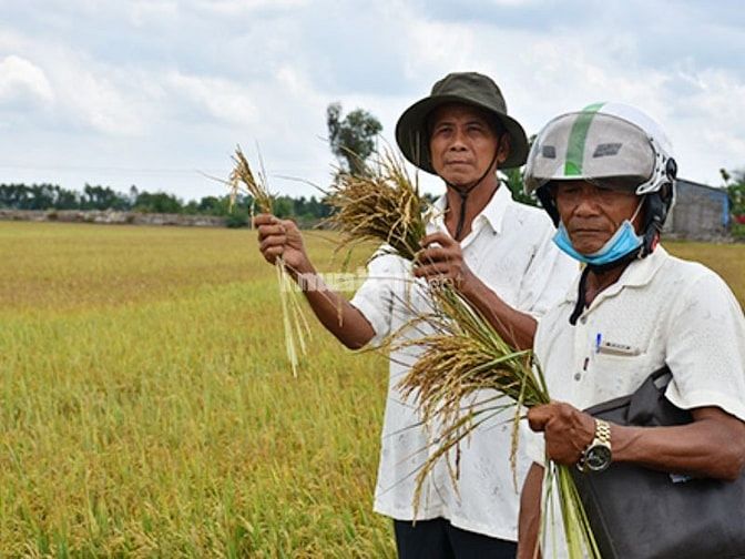 Tiềm năng phát triển nông nghiệp ở huyện Tân Phước