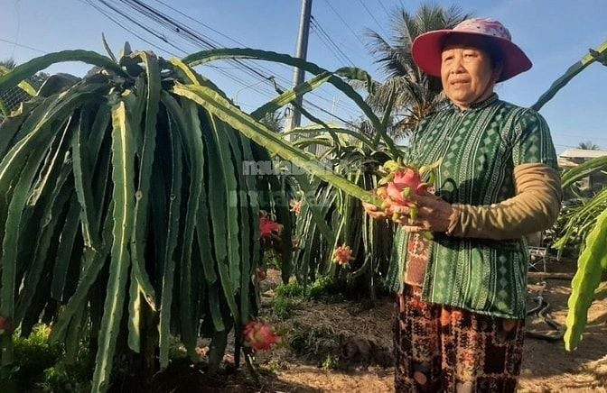 Kinh tế nông nghiệp ở Tân Phước, Tiền Giang phát triển vượt bậc