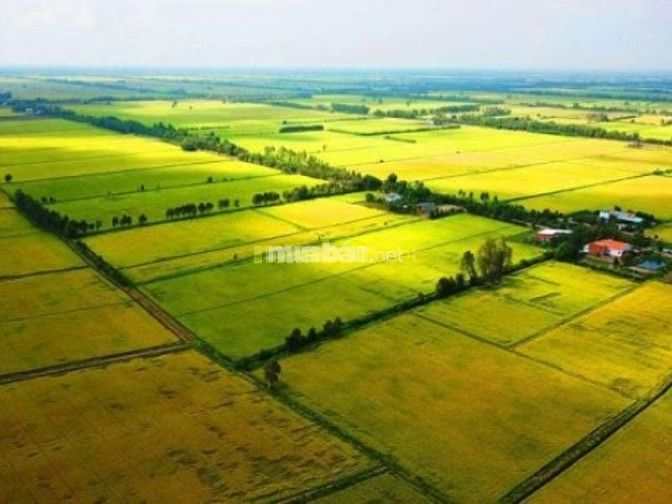 Cho thuê đất nông nghiệp Tân Phước, Tiền Giang chính chủ, giá tốt