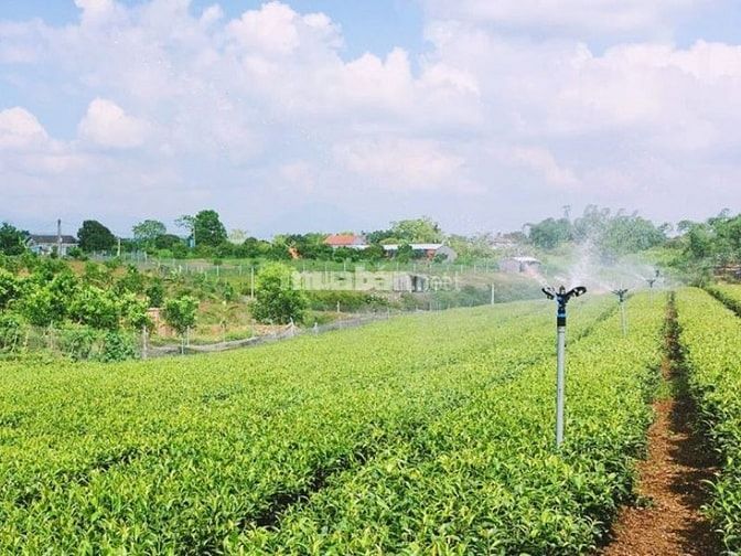 Đất nông nghiệp Bình Dương là sự lựa chọn tốt cho các nhà nông