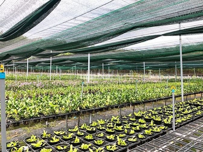 Bình Dương ứng dụng mô hình nông nghiệp công nghệ cao