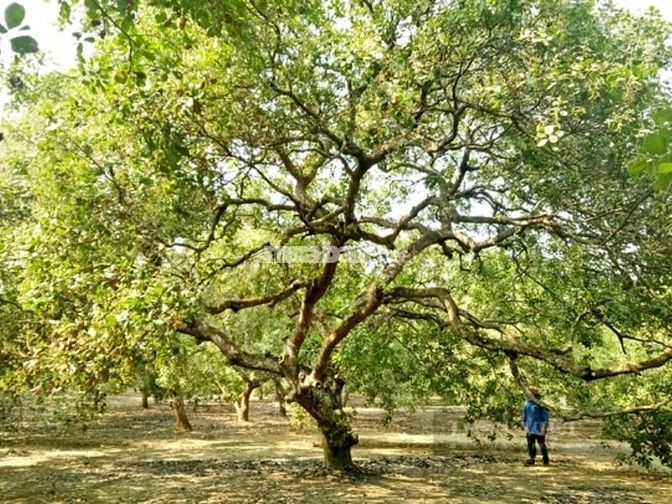 Đất ở Bình Dương phù hợp cho việc trồng điều