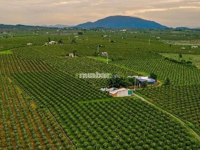 Bình Thuận tiếp giáp với vùng kinh tế trọng điểm Đông Nam Bộ 