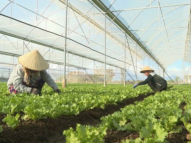 Thuê đất trang trại Bình Thuận là “thời điểm vàng” để các nhà đầu tư rót vốn