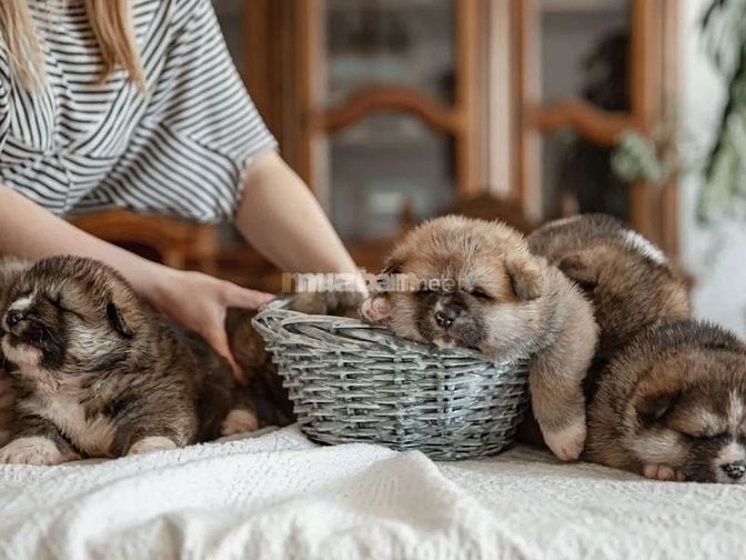 Tìm hiểu các quy định về vật nuôi
