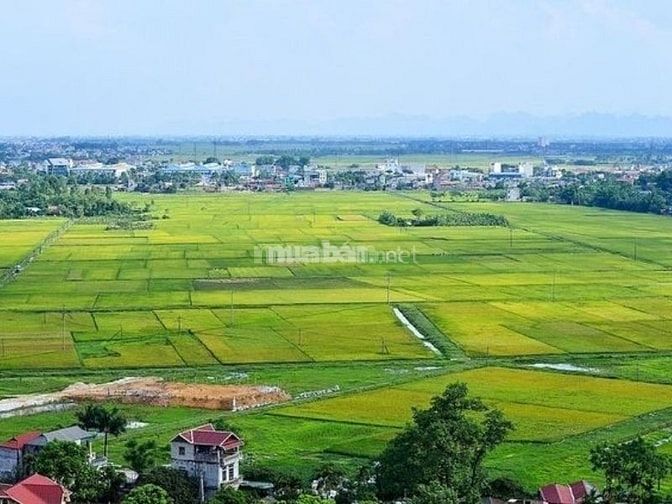 Cho thuê đất nông nghiệp giá rẻ, uy tín T5/2025