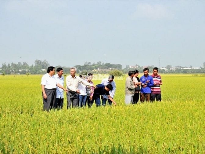 Nhu cầu thuê đất nông nghiệp hiện nay đang tăng cao 