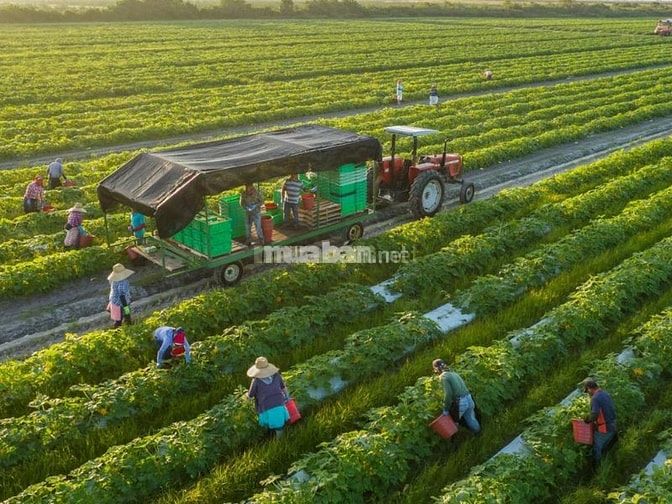 Mua đất trang trại ở Bình Định để trồng trọt