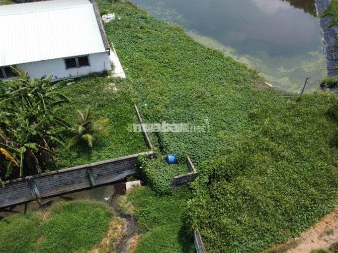 Mua đất trang trại Bình Định trên Muaban.net
