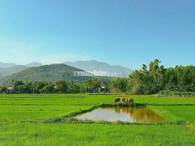 Mua bán đất trang trại Hòa Bắc Đà Nẵng uy tín tại Muaban.net