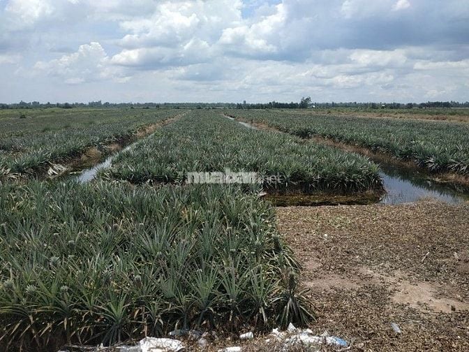 Cho thuê đất ở Tân Phước và những điều cần chú ý