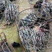 Bán nhím giống giá rẻ Đồng Nai