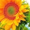 TUYỂN GẤP 02 NV CHĂM SÓC KHÁCH HÀNG CTY DUOC HÀ ĐÔNG 