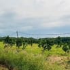 3000m2 đất vườn mít thái trồng được 3 năm đang cho thu hoạch
