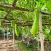 Ẩm Thực Sinh Thái Bình Chánh cần tuyển quản lý 5 năm kinh nghiệm