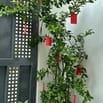 Bán nhà Thảo Điền TP Thủ Đức khu vực yên tĩnh dễ cho thuê