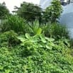 bán lô đất ở AN TỊNH TRẢNG BÀNG MT HL2 GIÁ 430TR 400M2 FULL THỔ CƯ SHR