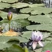 cần tuyển 1 nữ giúp việc nhà ăn ở lại