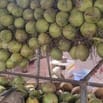 Tuyển nhân viên bán hàng, giáo hàng trái cây