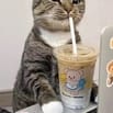 Meo 😺 Cần Bạn sinh viên Phụ Meo bán hàng