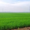 Chính chủ bán đất ruộng 42 công, mặt tiền 85m Ấp Mỹ Thạnh