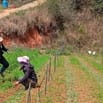 Cần tuyển Nam Nữ làm vườn rau hữu cơ tại Lâm Đồng