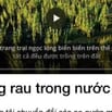 HALOPHILIC Cần Tuyển Quản Lý Kinh Doanh tiếng Anh giao tiếp 