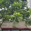 Chính chủ cho thuê nhà mặt tiền Số 131 T6, P. Tây Thạnh, Q. Tân Phú