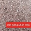 Hạt giống cây thảo dược , nhân trần, mã đề, cỏ xước, nhọ nồi