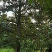 Bán đất vườn sầu riêng, mặt tiền sông lớn, 903m² giá chỉ 1 triệu/m2