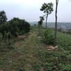 Hàng đầu tư 1,153m2 (30mx40m) sẵn 200m2 thổ cư gần hồ Phúc Thọ, Lâm Hà