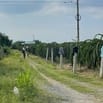 Bán đất Thanh Long cách Phan Thiết 16km, ngay trạm thu phí Sông Phan, 