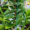 tuyển nữ chăm bà, tuổi từ 40 đến 50
