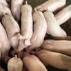 Bán heo giống nuôi vườn gia đình