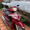 shark đẹp chất
